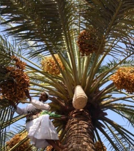 Oasis Al Ahsa