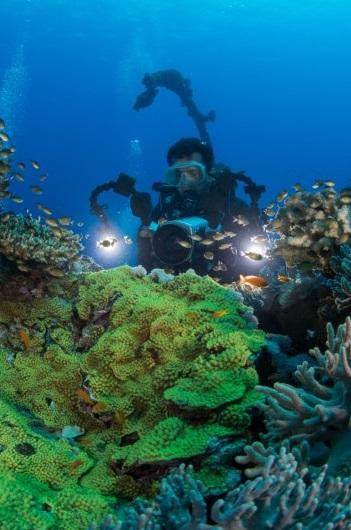 Coral reefs 1